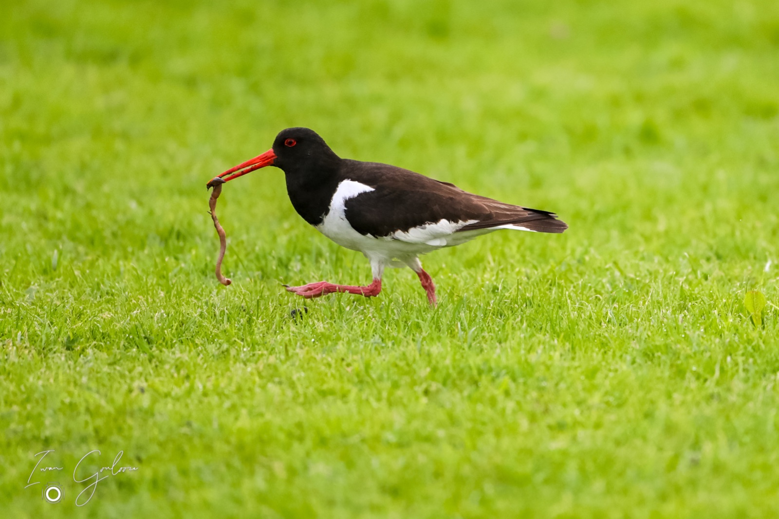 1DX46560 08 juni 2022 2048 44